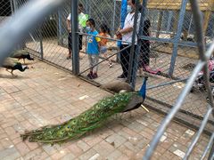 -长白岛森林公园