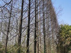 -桤木河湿地公园