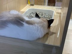 -屋虎猫馆(宝安大仟里店)