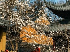 -灵谷景区