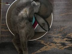 -伟伟宠物医院·瑞派猫友好医院·猫科(光谷店)