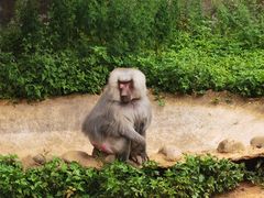 -云南野生动物园