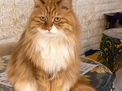 -平行世界·猫咖(首经贸店)
