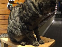 咪-猫的天空之城概念书店(西塘古镇店)