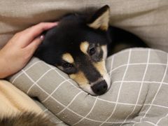 -逗柴咖啡屋·狗咖猫咖宠物桌游