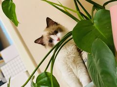 -猫十亿·布偶金渐层·曼基康矮脚猫舍(青年路店)