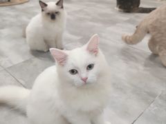 -楼上猫咖(罗湖店)