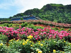 -密云玫瑰情园