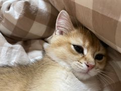 -飞行喵MR PILOT|猫舍·猫咖(静安大融城店)