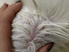 -爱宠屋pet shop·宠物洗澡·宠物美容