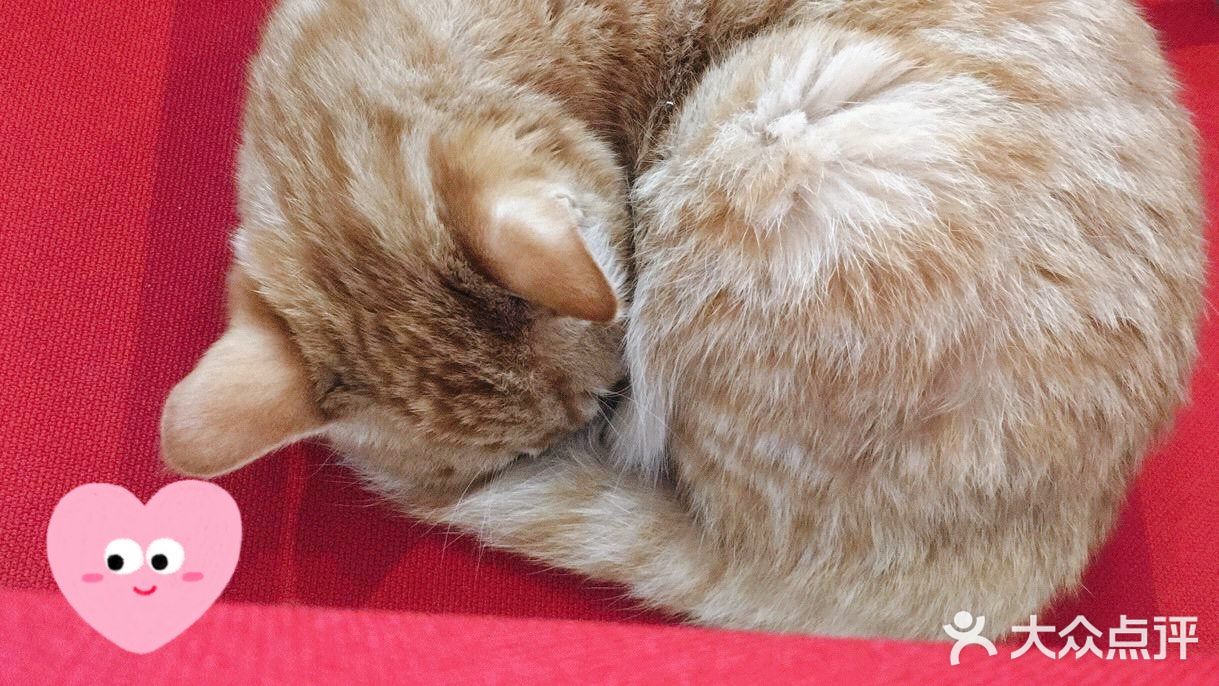 萌宠介绍#明星猫 姓名：嫩嫩  品种：中华田园猫/橘