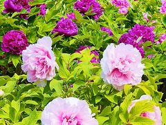 -莲花池公园
