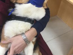 -美联众合动物医院·24h京西诊疗中心