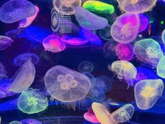 -太平洋海底世界