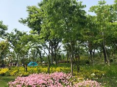 -上海长兴岛郊野公园