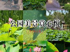 -莲湖公园