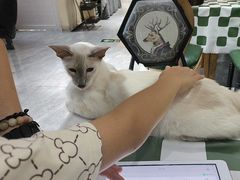 -猫小院猫主题餐厅(南锣旗舰店)