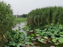 -荷塘月色湿地公园·向阳花洲
