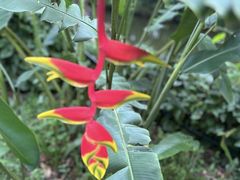 -中国科学院西双版纳热带植物园