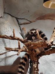 -Zoolung Zoolung动物主题公园(海信广场店)