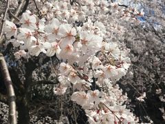 樱花-京都御所