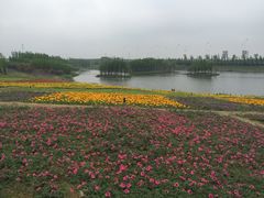 -杭州湾海上花田景区