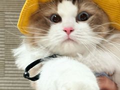 -瑞虹新天地月亮湾