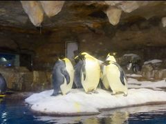 -多彩贵州城极地海洋世界