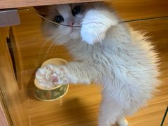 -猫十亿·布偶金渐层·曼基康矮脚猫舍(青年路店)