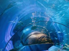 -太平洋海底世界