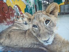 -大连森林动物园