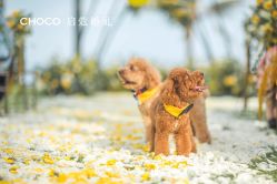 -CHOCO-启蔻婚礼(三亚公司)