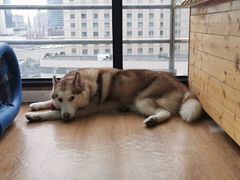 -Husky Go! 哈士奇体验馆·宠物咖啡厅狗咖