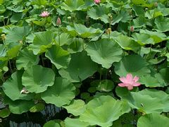 -荷塘月色湿地公园·向阳花洲