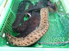 -外伶仃岛海鲜市场