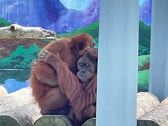 -西霞口神雕山野生动物世界