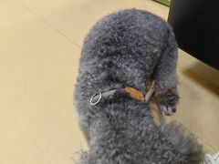 -瑞派天宁宠物医院·猫科·异宠中心