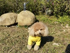 -梧桐山风景名胜区