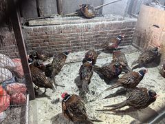 -鱼窝棚柴火铁锅炖(富山屯店)