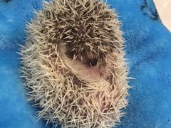 -雨林宠物医院 非犬猫异宠专科