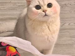 -东方名猫馆·英短金渐层布偶猫舍(环线广场1号楼店)