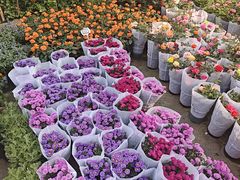 -龙大花卉苗木市场