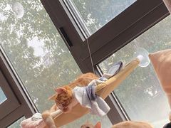 -爱侣·安琦尔宠物医院·中兽医针灸·心内科·狂犬免疫点(宝山区院)