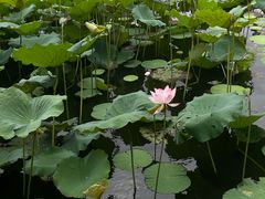 -荔湾湖公园