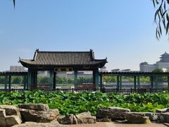 -莲花池公园