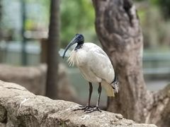 -费瑟代尔野生动物园