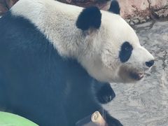 -石家庄市动物园