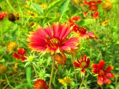 -永定河休闲森林公园