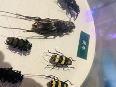 -陕西自然博物馆