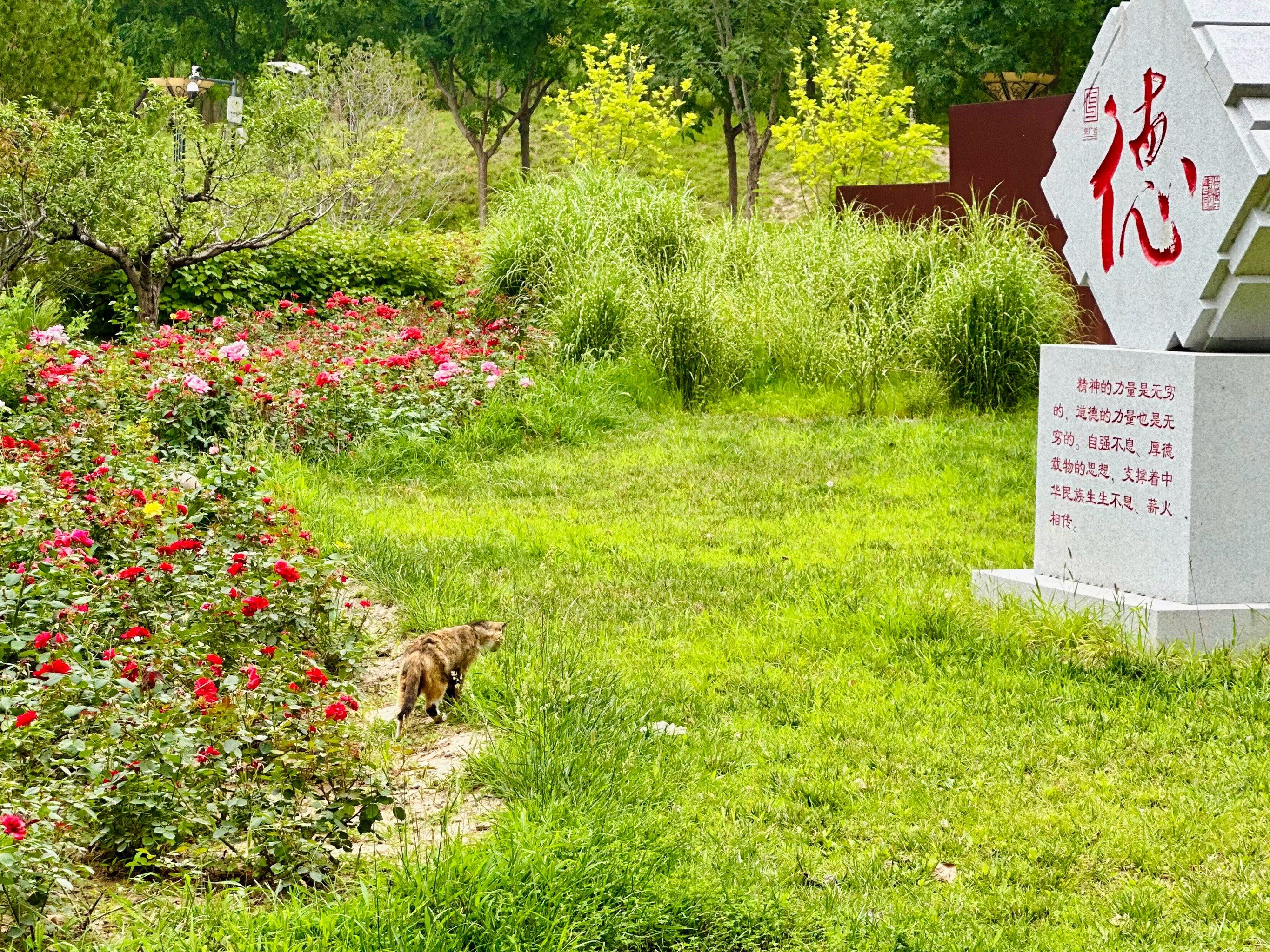 挖沙子好去处-温榆河公园来广营园区